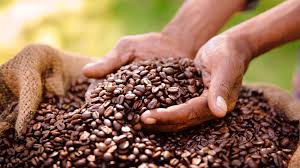 Gorilla Organic Coffee