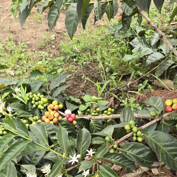 Gorilla Organic Coffee