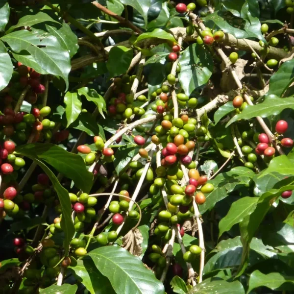 Gorilla Organic Coffee